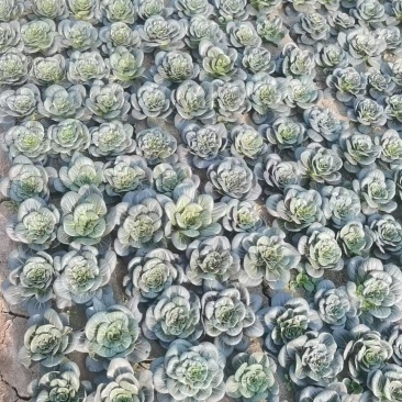 苏州青黑菜太湖菜