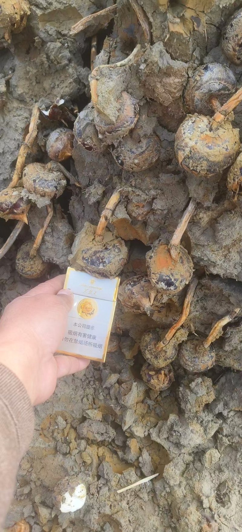 广西桂林马蹄品质保障产地直发全国可发欢迎电联