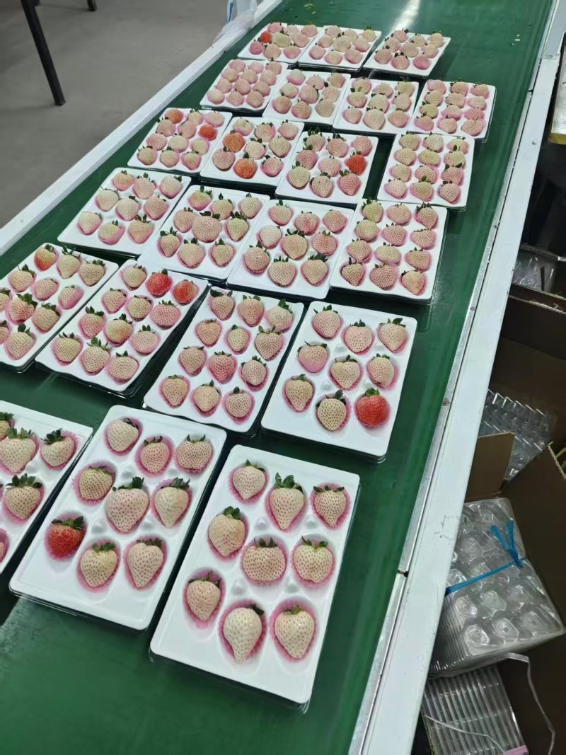 山东青岛白草莓上市产地直发规格齐全保质保量欢迎随时联系