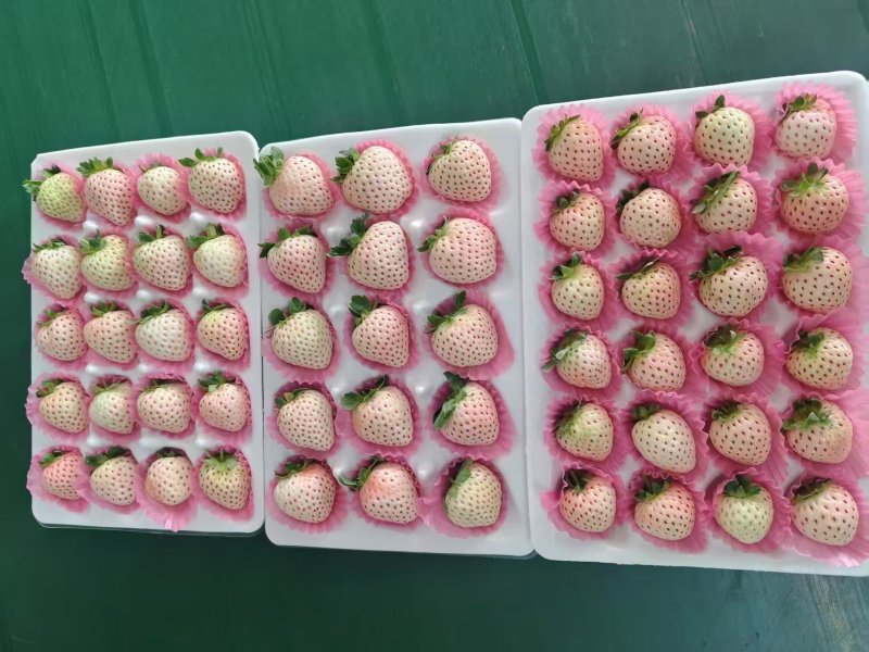 山东青岛白草莓上市产地直发规格齐全保质保量欢迎随时联系