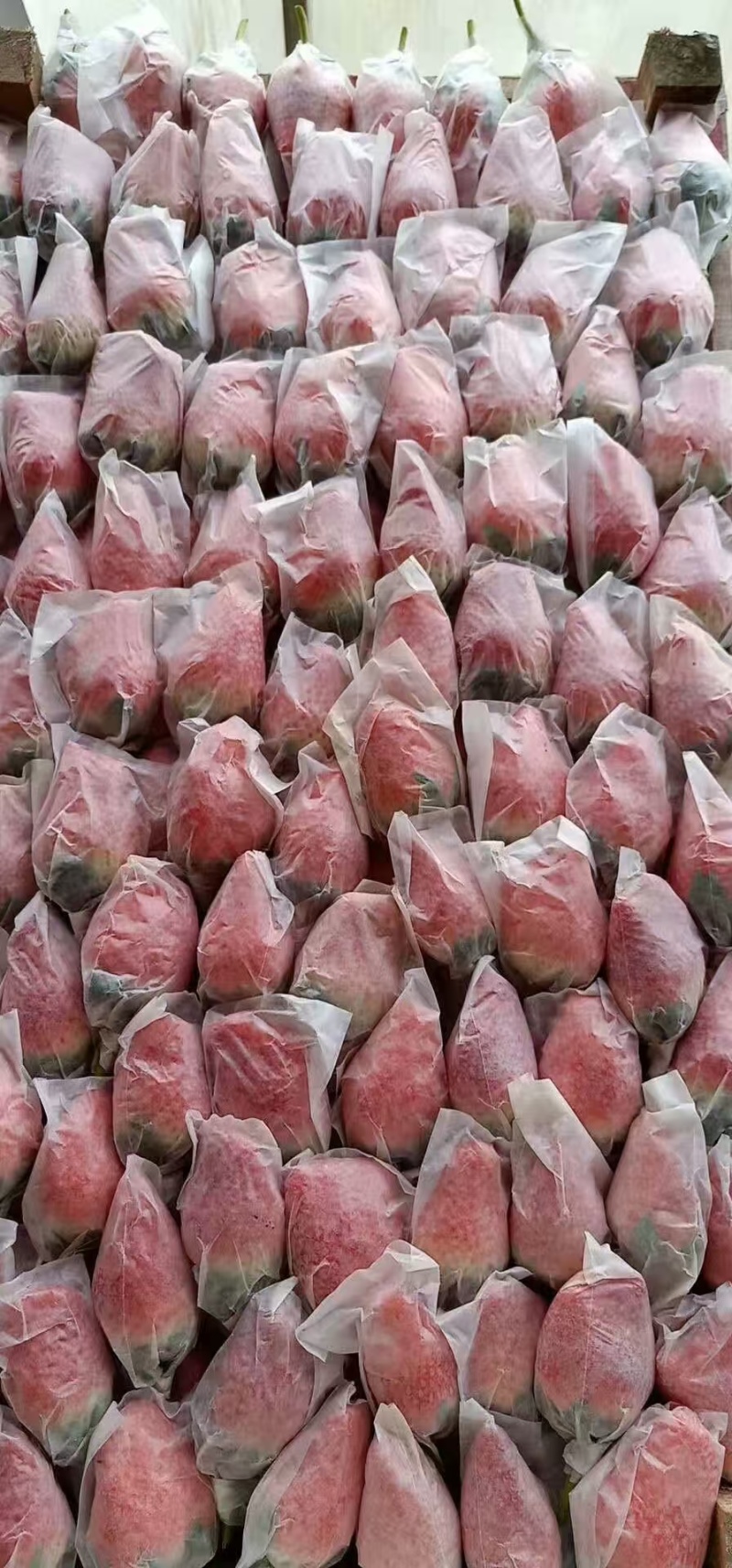 山东青岛草莓上市产地直发，品种齐全，保质保量支持一件代发