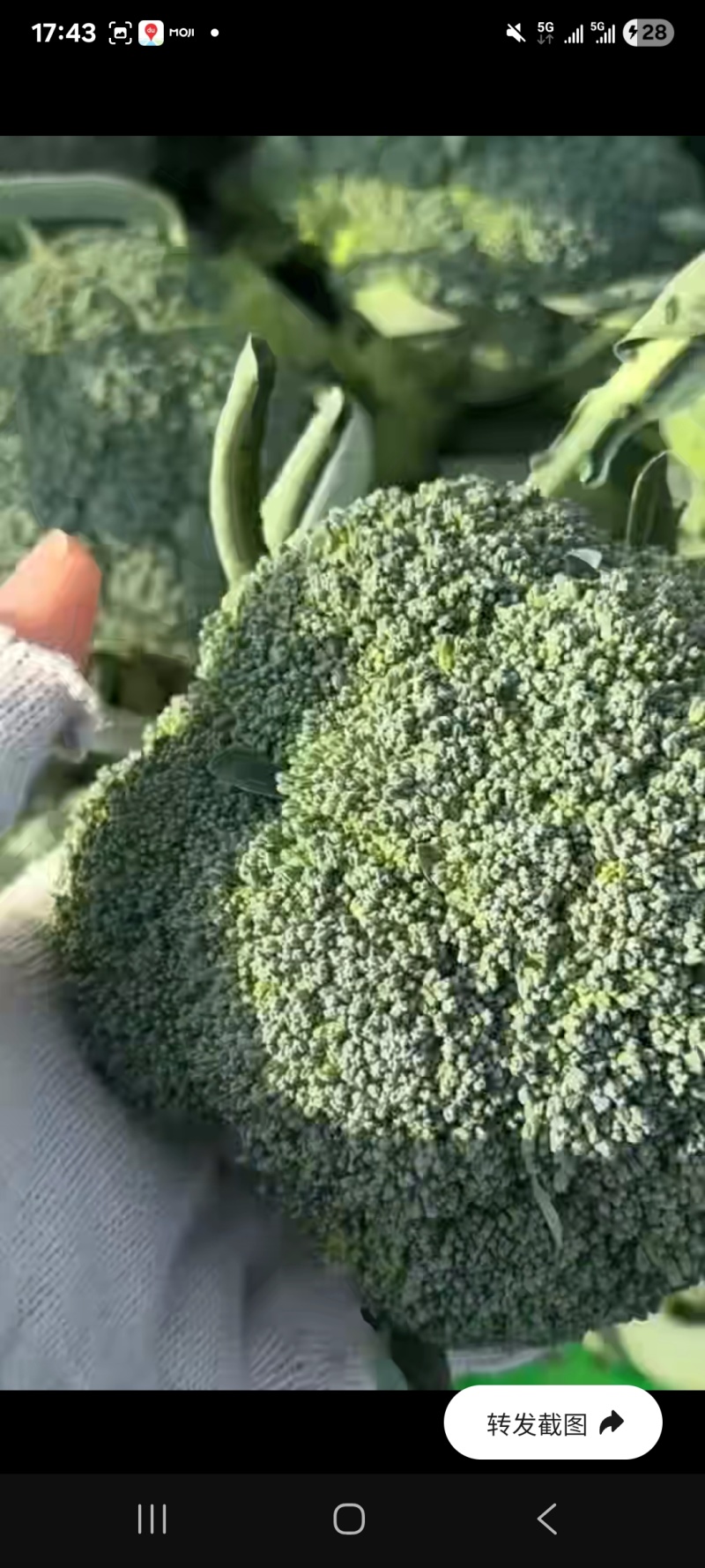 产地有机菜花，花花西蓝花，批发价便宜需要的老板联系