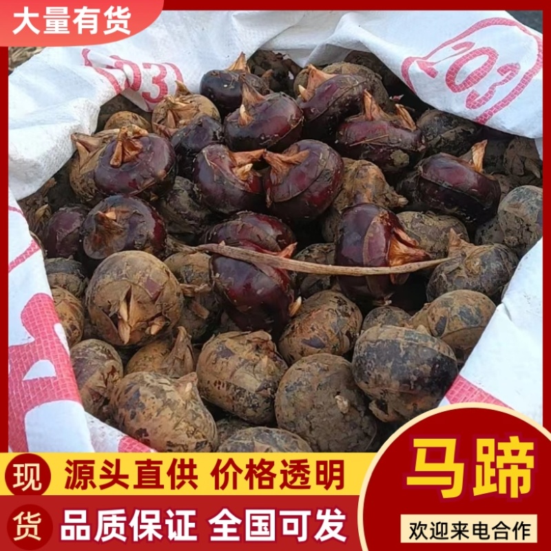 广西桂林马蹄品质保障产地直发全国可发欢迎电联