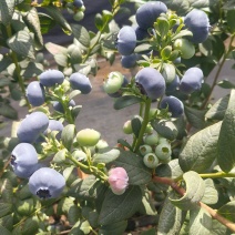 云南花香蓝莓