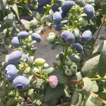 云南花香蓝莓