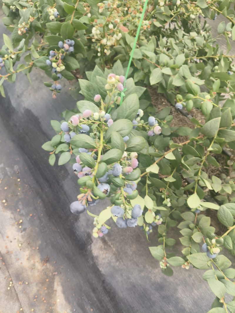 云南花香蓝莓