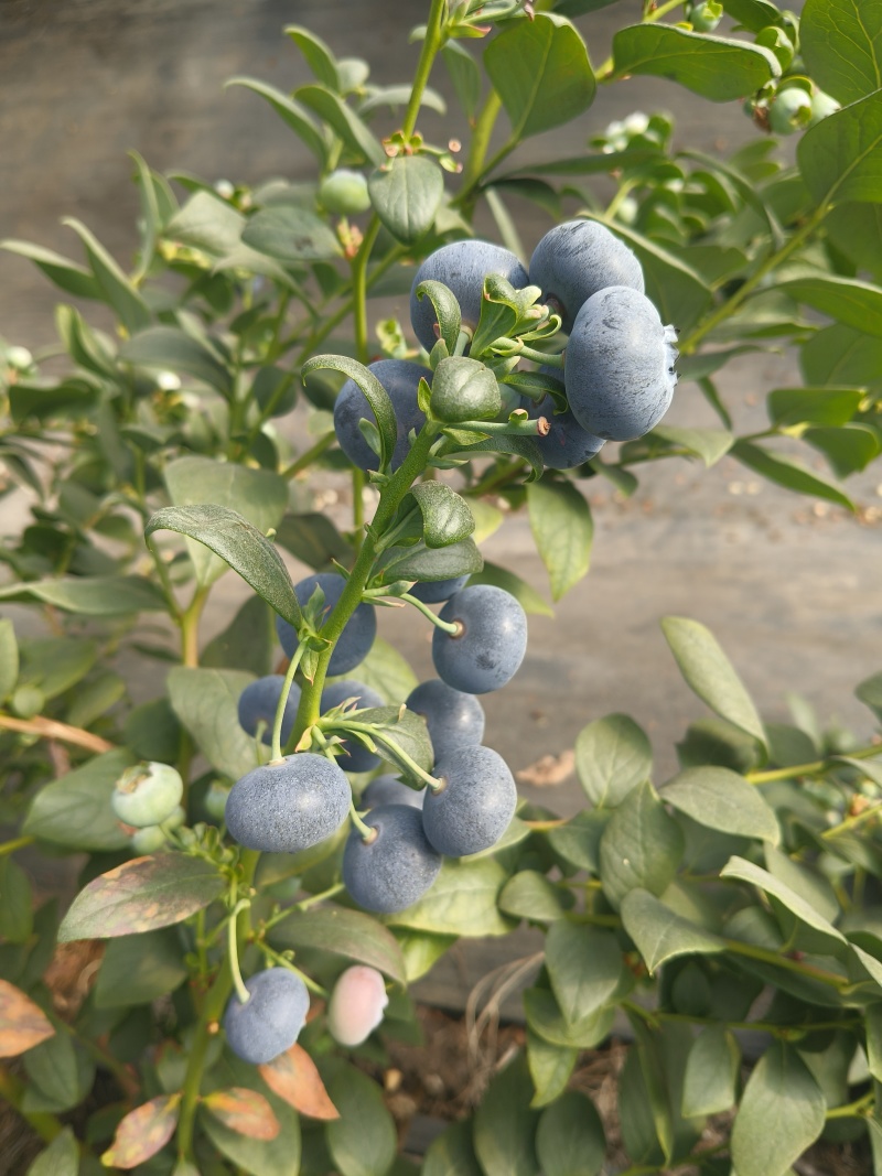 云南花香蓝莓