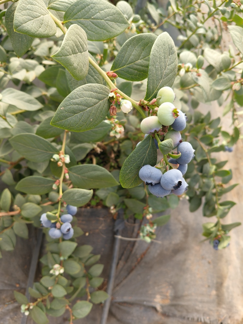 云南花香蓝莓