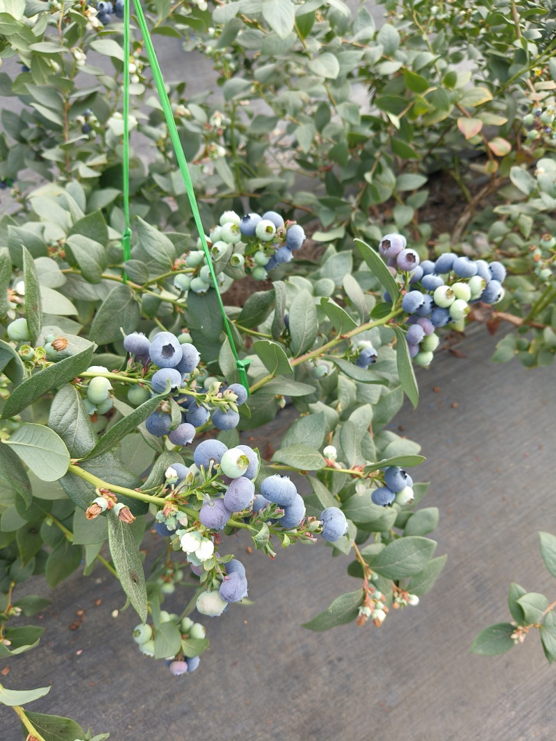 云南花香蓝莓