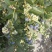 云南花香蓝莓