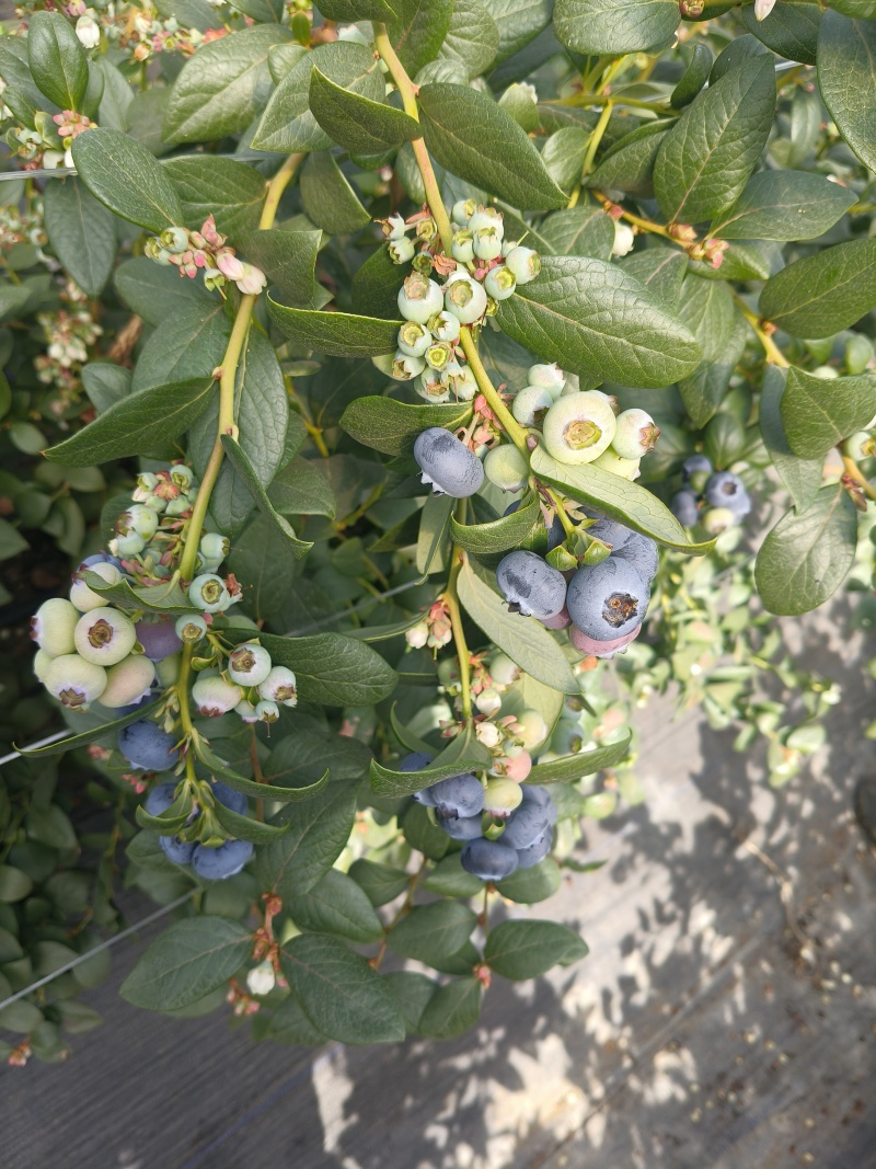 云南花香蓝莓