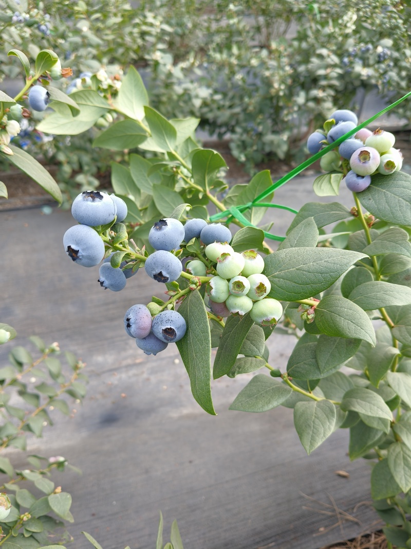 云南花香蓝莓