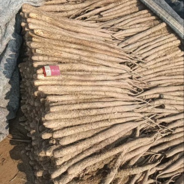 铁棍山药，产地直发，量大从优，欢迎各位老板咨询采购