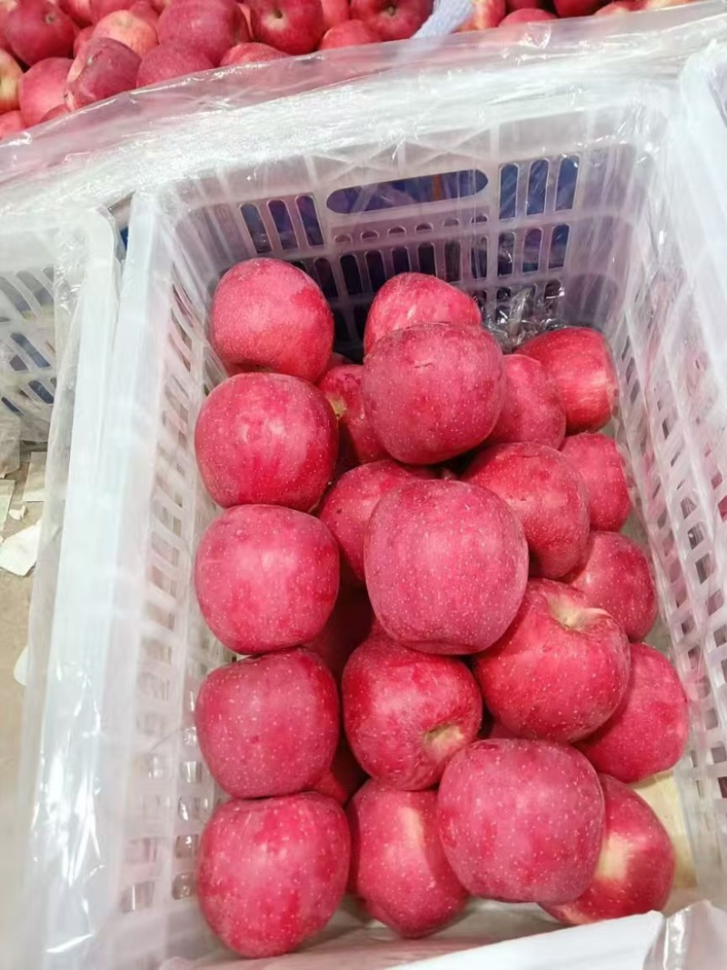 甘肃静宁红富士苹果大量有货，规格齐全，量大从优价格可议