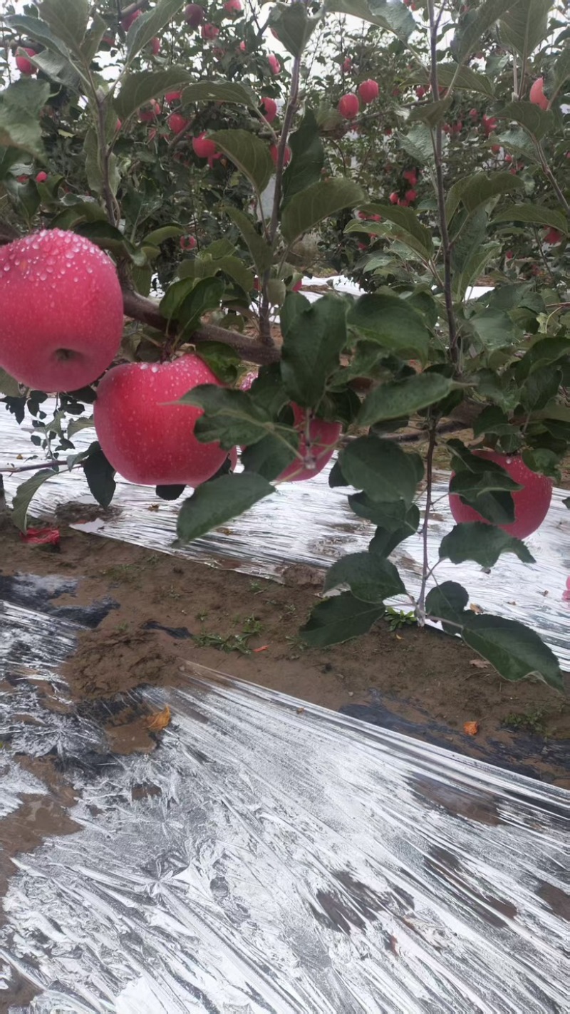 甘肃静宁红富士苹果大量有货，规格齐全，量大从优价格可议