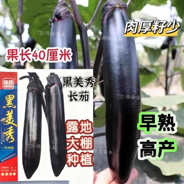 早熟长茄种籽大田种植肉厚籽少高产顺直整齐商品性好耐运输