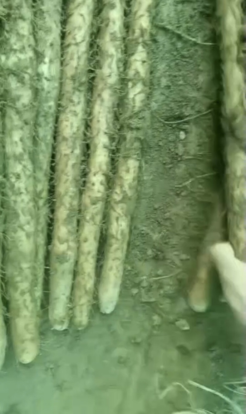 铁棍山药，产地直发，量大从优，欢迎各位老板咨询采购