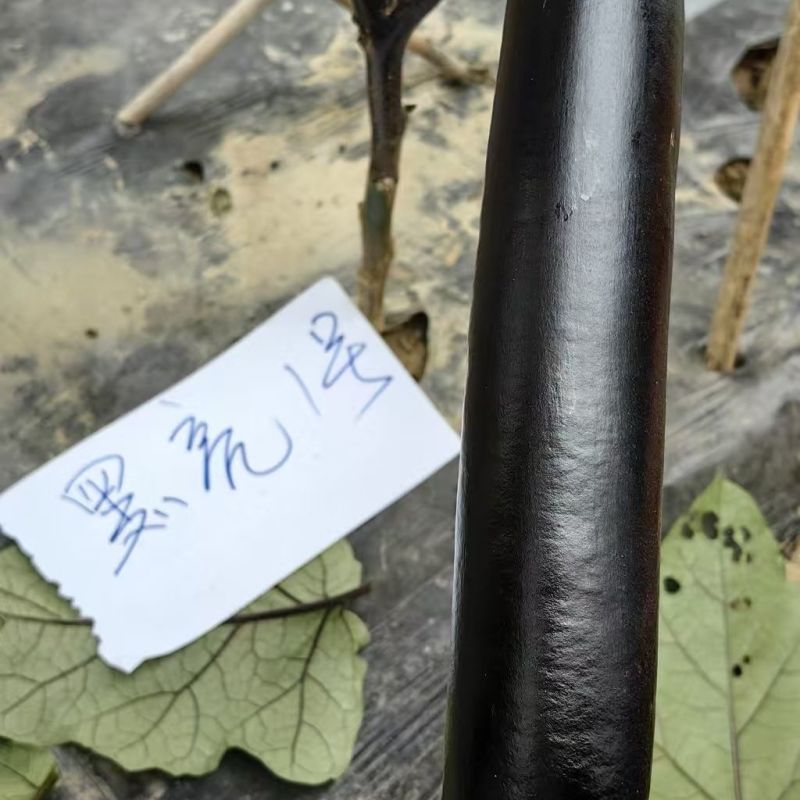 早熟长茄种籽大田种植肉厚籽少高产顺直整齐商品性好耐运输