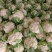 四川新鲜采摘花菜，散花菜产地直供商场市场食堂