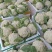 四川新鲜采摘花菜，散花菜产地直供商场市场食堂