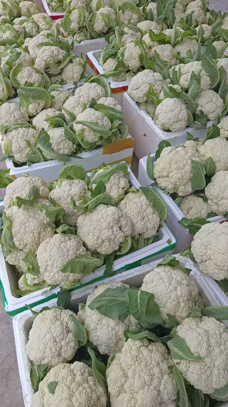 四川新鲜采摘花菜，散花菜产地直供商场市场食堂