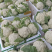 四川新鲜采摘花菜，散花菜产地直供商场市场食堂