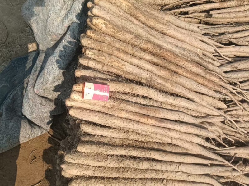白玉山药，基地直供，可对接全国，可视频看货，欢迎咨询