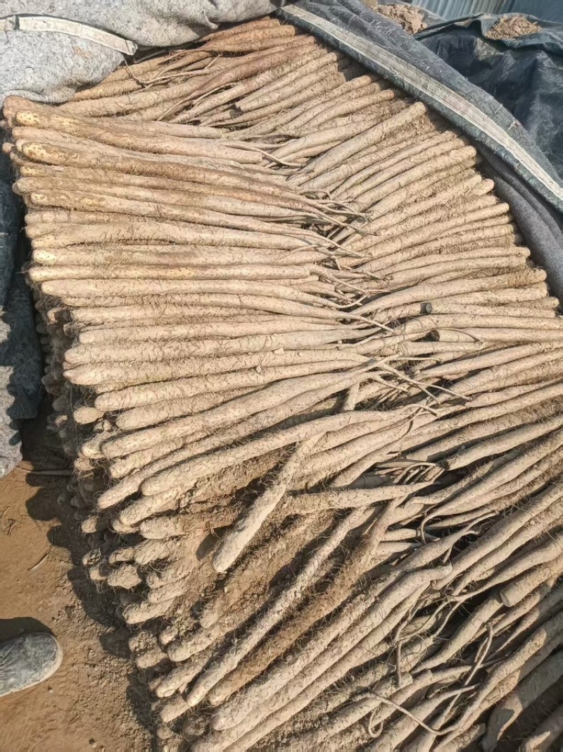 白玉山药，基地直供，可对接全国，可视频看货，欢迎咨询