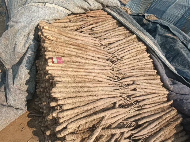 白玉山药，基地直供，可对接全国，可视频看货，欢迎咨询