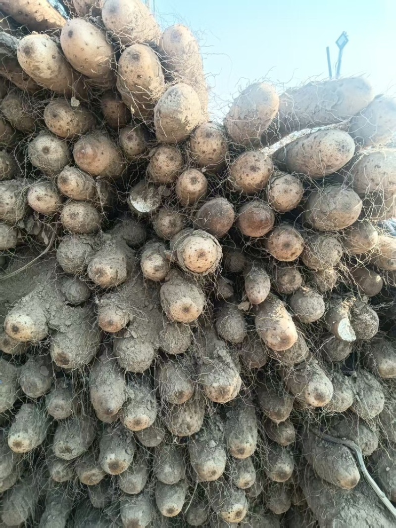 白玉山药，基地直供，可对接全国，可视频看货，欢迎咨询