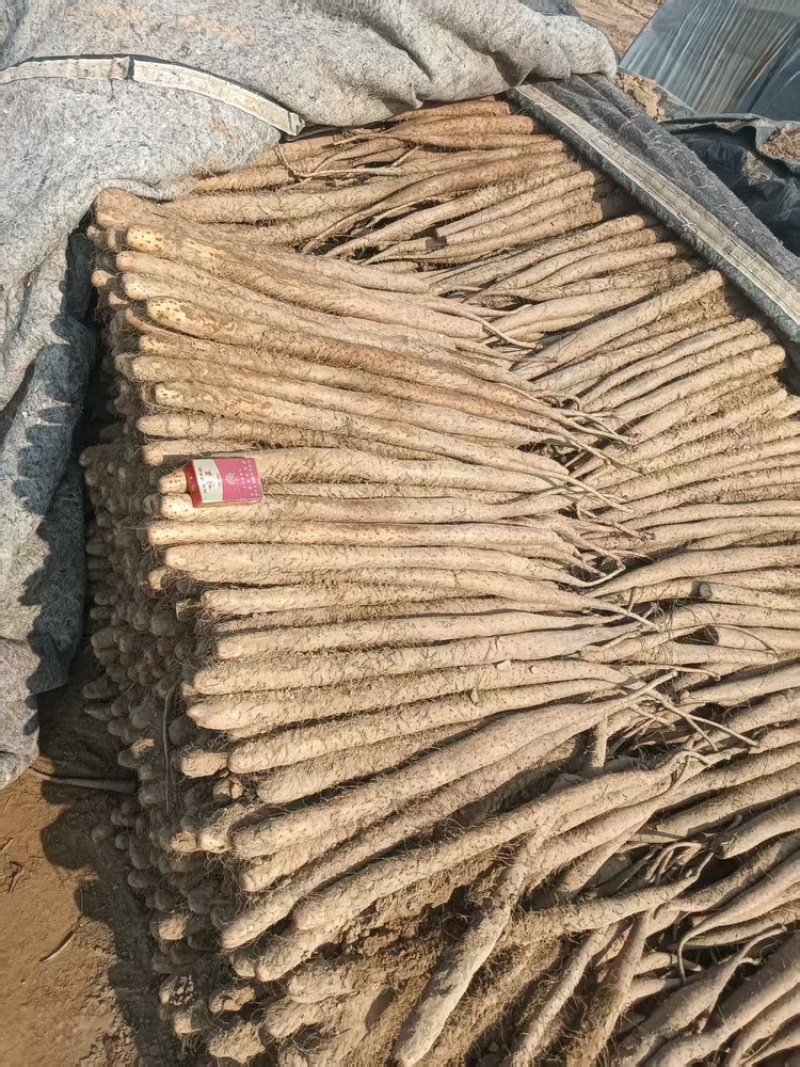 白玉山药，基地直供，可对接全国，可视频看货，欢迎咨询