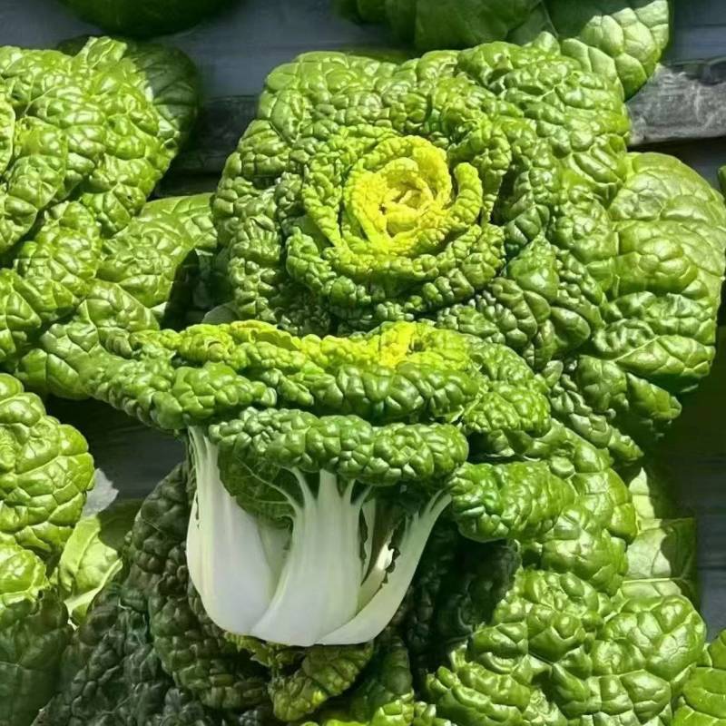 安徽精品黄心菜产地直发乌塌菜量大价格便宜基地直供