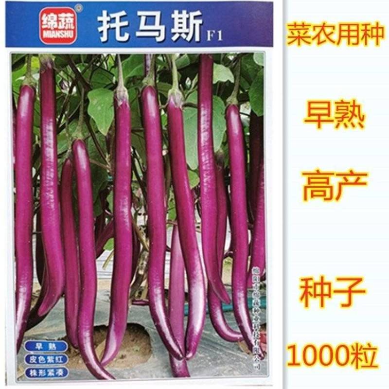 拖马斯长线茄种子早熟高产春秋播种紫红线茄种子皮嫩肉厚籽少
