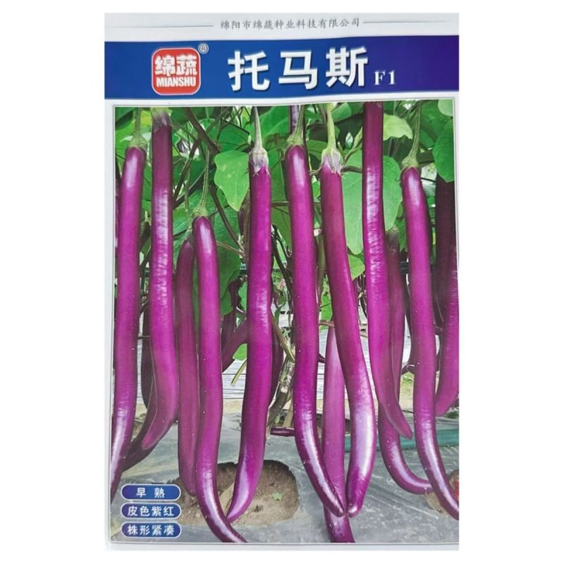 拖马斯长线茄种子早熟高产春秋播种紫红线茄种子皮嫩肉厚籽少
