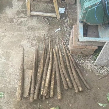 河北保定山药45678公分大量接单产地直发量大从优欢迎来