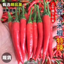 《小米椒》广东辣椒/朝天椒/产地货源/大量有货批发