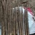 河北保定山药45678公分大量接单产地直发量大从优欢迎来