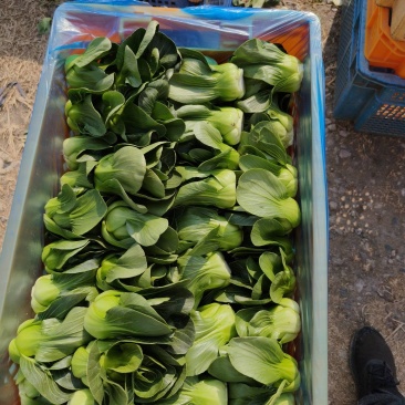 油菜