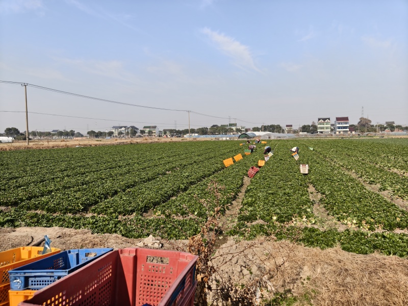 油菜