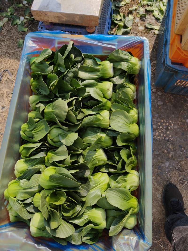 油菜