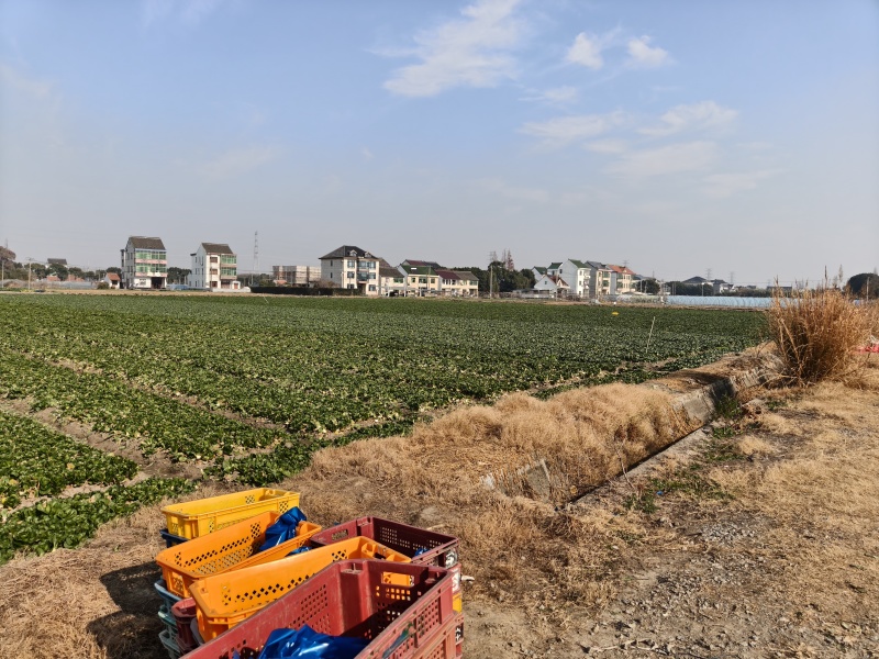 油菜