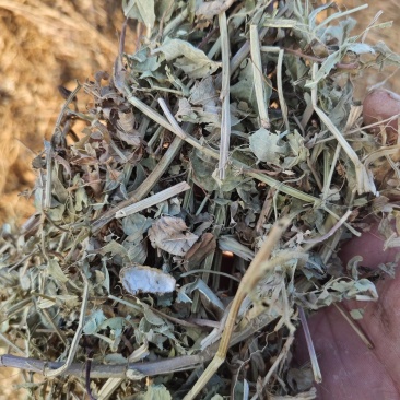 河南春草质量黄绿青绿
