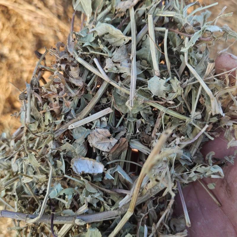河南春草质量黄绿青绿