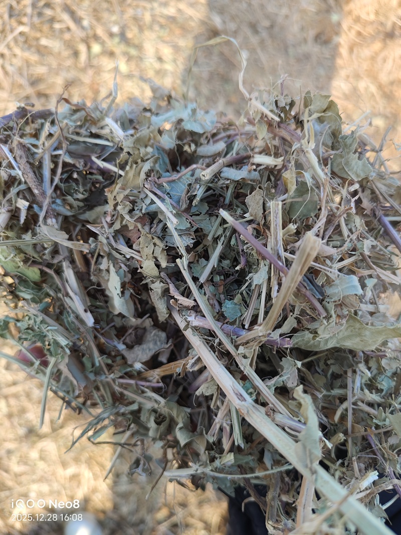 河南春草质量黄绿青绿