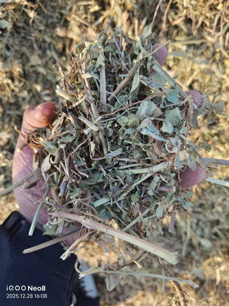 河南春草质量黄绿青绿