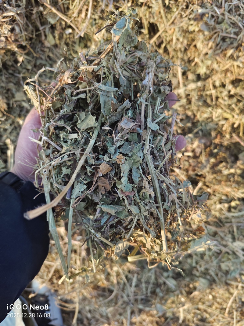 河南春草质量黄绿青绿