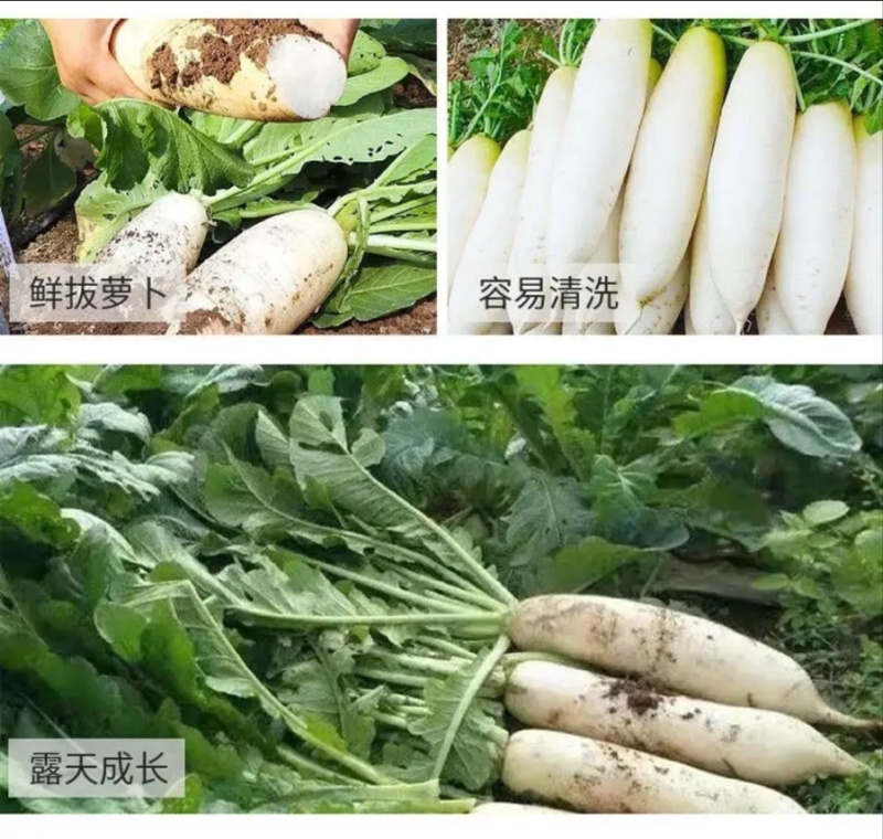 白萝卜