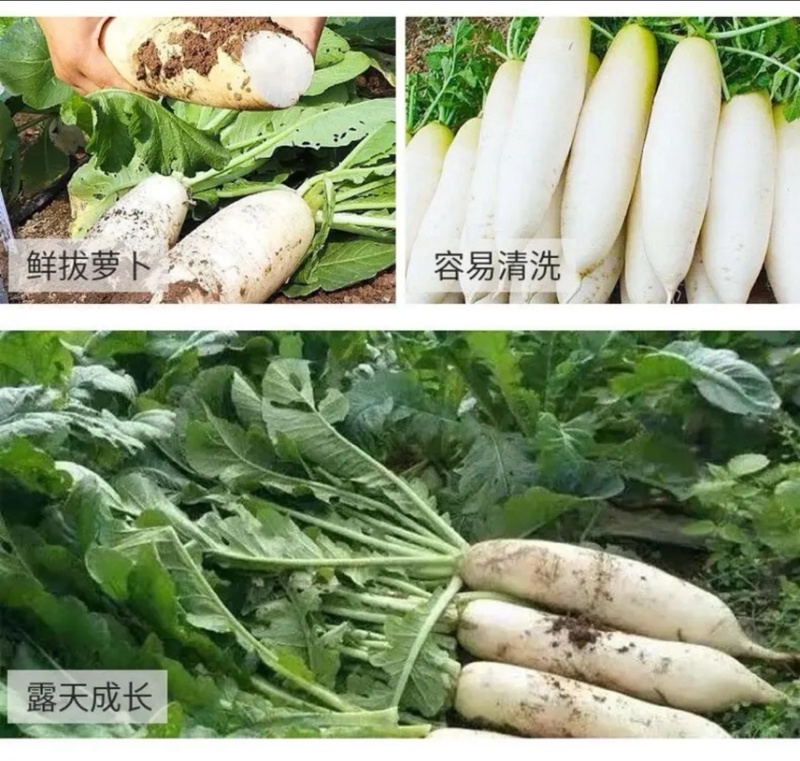 白萝卜