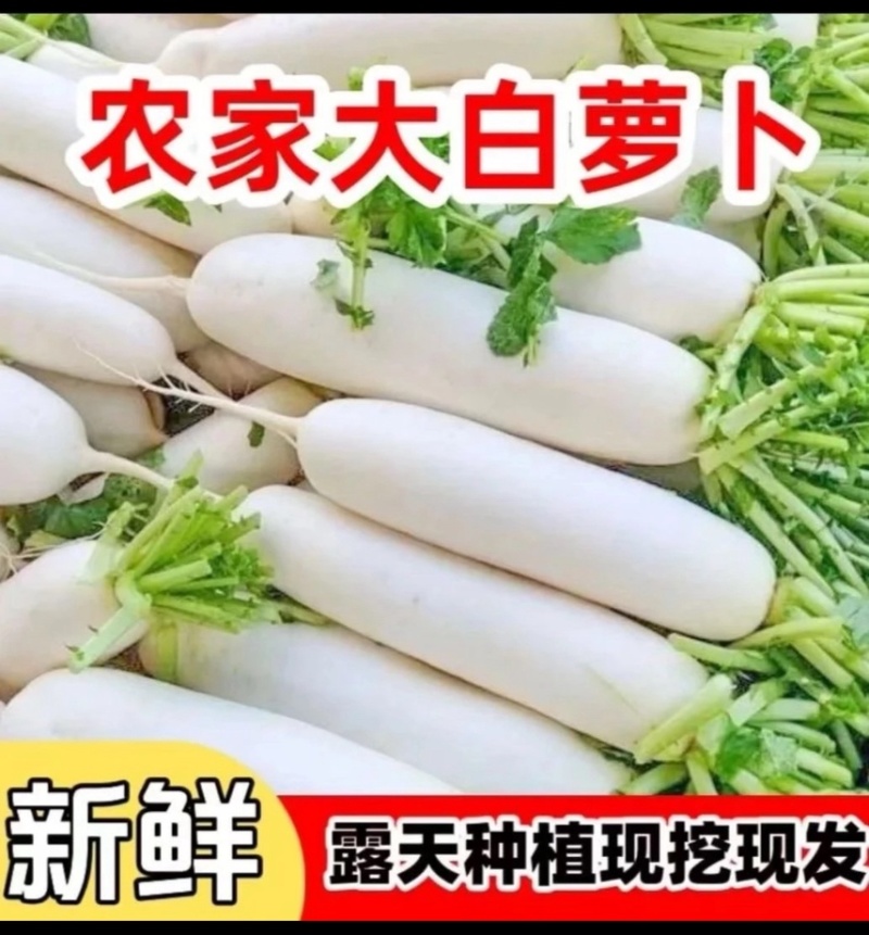 白萝卜