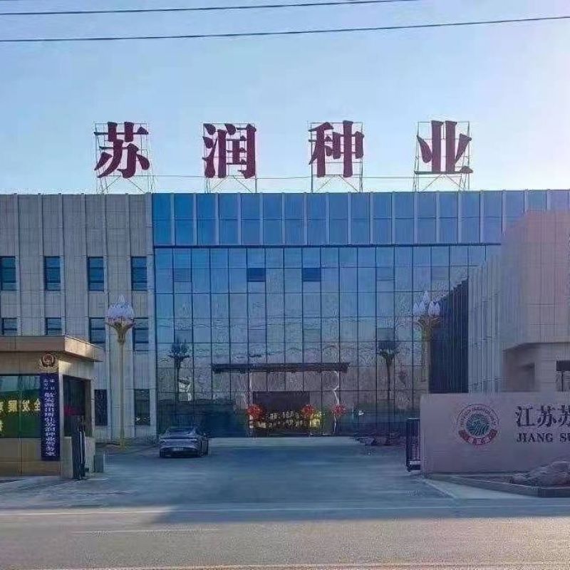 苏干二号长线椒种子高产辣味浓香青红干鲜多用型顺直线椒种子